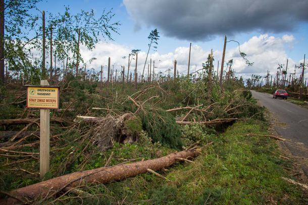 Lasy Państwowe informują: w zniszczonych lasach nie potrzeba wolontariuszy