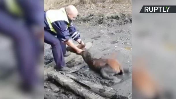 Policjanci jechali do wypadku. Uratowali nowo narodzone źrebię przed śmiercią w błocie