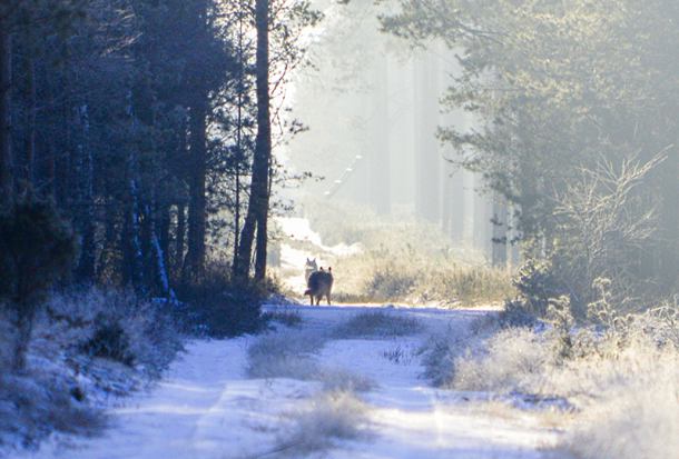 Leśnicy zaobserwowali wilki (FOTO)