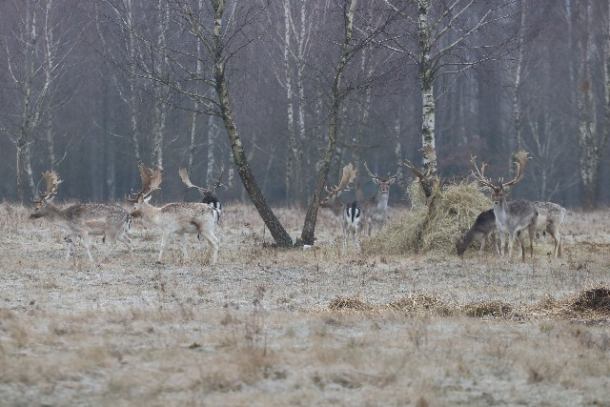 Osiem hodowlanych danieli zagryzionych w Polnicy, w powiecie człuchowskim