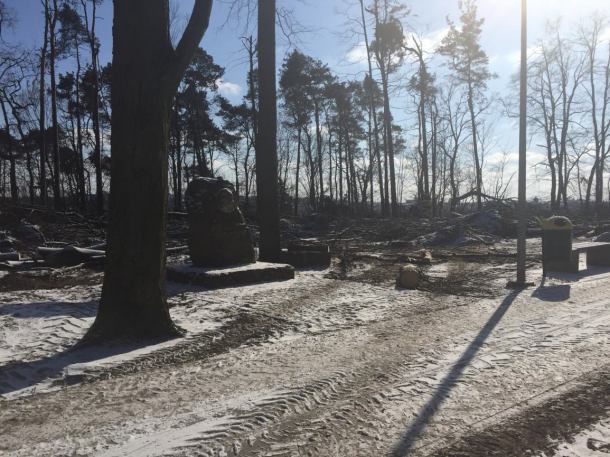 Lasek Miejski w Chojnicach nie będzie w terminie uprzątnięty z powalonych drzew