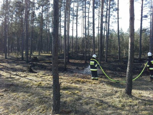 "Nie palcie gałęzi". Leśnicy apelują do właścicieli lasów prywatnych porządkujących lasy po nawałnicy