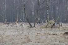 To wilki zagryzły daniele w Polnicy, w gminie Człuchów
