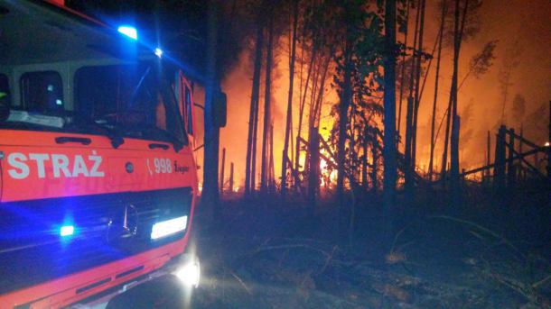 Pożar lasu w miejscowości Dywan. Policja podejrzewa podpalenie