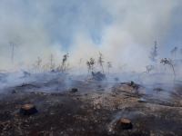Pożar lasu okolicach Kruszki, w gminie Chojnice. Ogień objął powierzchnię dw&oacute;ch hektar&oacute;w (FOTO, WIDEO)