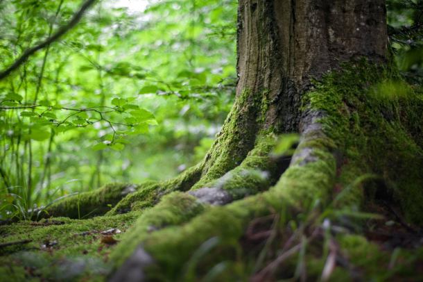 Zmiany na stanowiskach siedmiu nadleśniczych na terenie RDLP w Toruniu