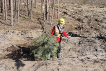 W okolicach Męcikała trwa sadzenie lasu na terenach ponawałnicowych (FOTO)