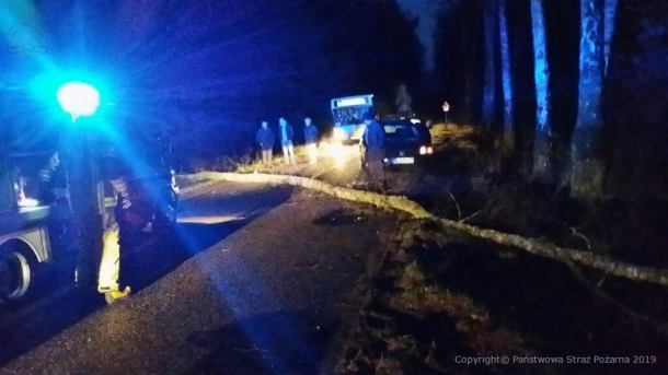 Silny wiatr powalił drzewo na drogę w Bachorzu, w gminie Chojnice