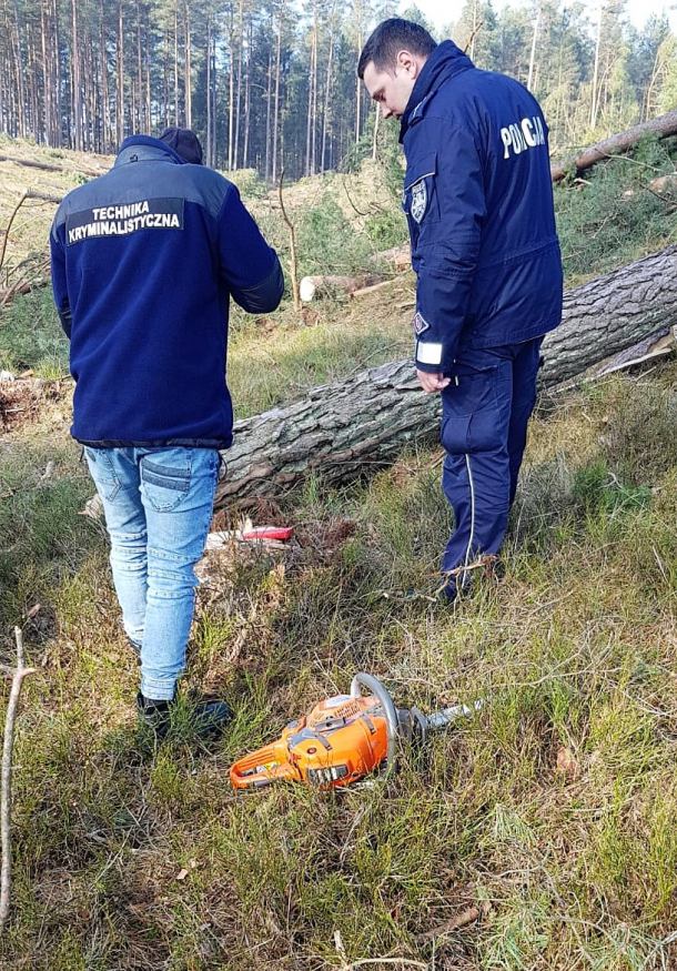 Śmierć podczas wycinki drzew. Upadające drzewo przygniotło 45-latka