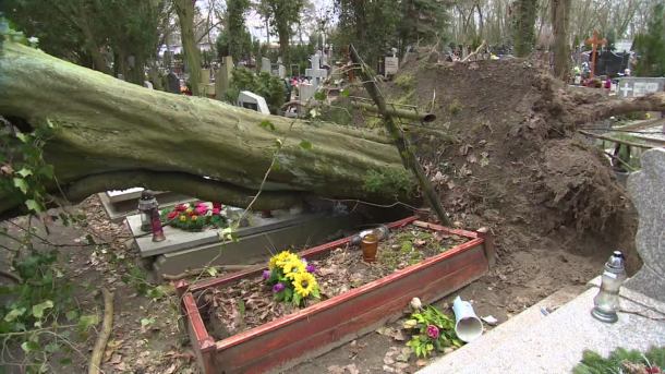 Po wichurze w Szczecinie - powalone drzewa zniszczyły groby na cmentarzu