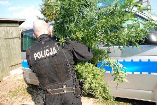 Policjanci z Człuchowa zlikwidowali plantację konopi indyjskich w Brzeźnie