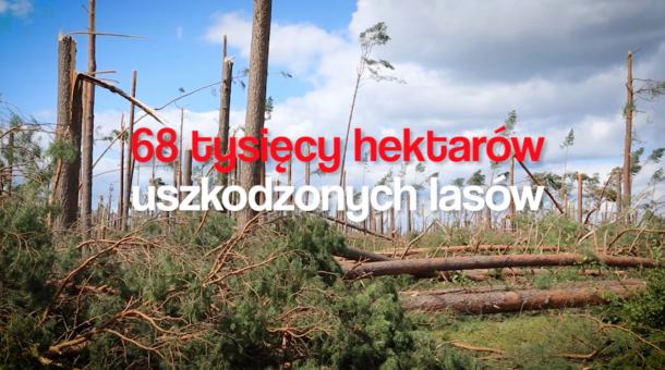 "Obszar porównywalny do aglomeracji warszawskiej". Po dwóch latach od nawałnicy Lasy Państwowe publikują podsumowujący film