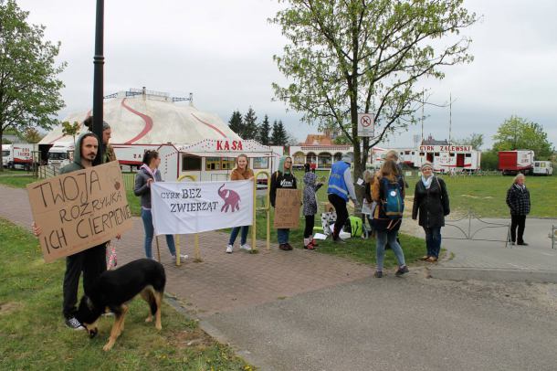 Protest obrońców zwierząt przed cyrkiem w Chojnicach