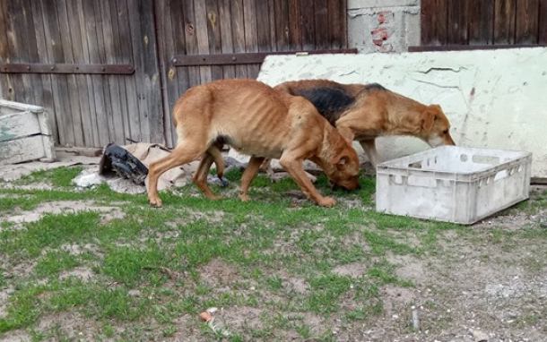 Dramatyczna interwencja obrońców zwierząt we wsi Szczodrowo, niedaleko Kościerzyny (FOTO)
