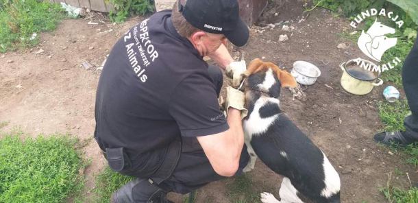Do kościerskiego schroniska trafił pies, którego uratowali inspektorzy OTOZ Animals