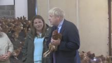 Boris Johnson w kurniku. Nowy premier Wielkiej Brytanii przekonuje rodaków, że brexit nie zaszkodzi gospodarce
