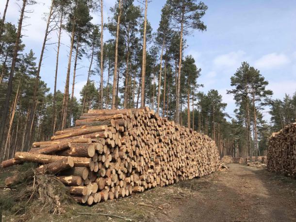 Tartak w Rytlu chce się rozbudować. Chodzi o "zwiększenie zdolności produkcyjnej przerobu drewna"