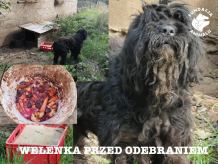 Po 5 latach niedoli pies wrócił do kochającego domu