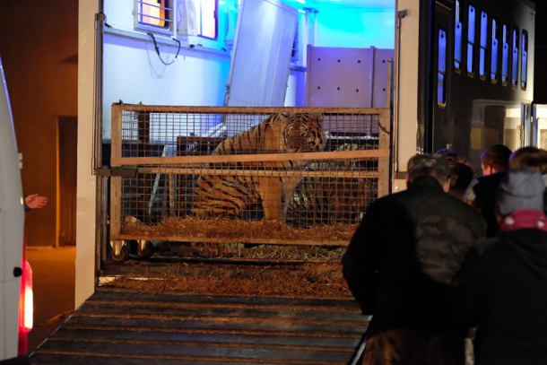 Dwa tygrysy z granicy polsko-białoruskiej dochodzą do formy w zoo pod Człuchowem