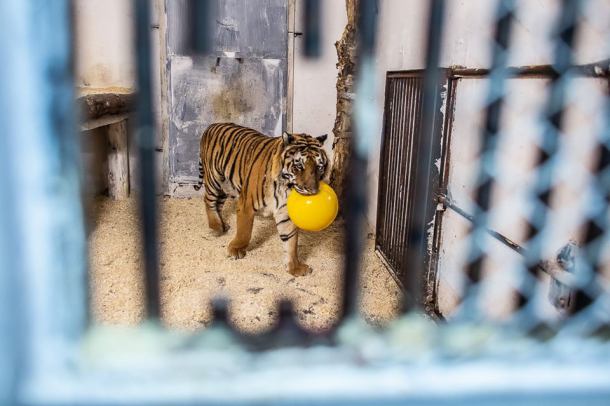 "Teraz śpiewamy im Hakuna matata". Tygrysy w ZOO pod Człuchowem wracają do normalności