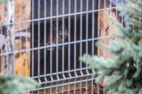 "Teraz śpiewamy im Hakuna matata". Tygrysy w ZOO pod Człuchowem wracają do normalności