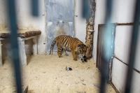 "Teraz śpiewamy im Hakuna matata". Tygrysy w ZOO pod Człuchowem wracają do normalności