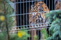 "Teraz śpiewamy im Hakuna matata". Tygrysy w ZOO pod Człuchowem wracają do normalności