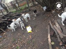 16 psów odebrali inspektorzy Animals podczas jednej z interwencji