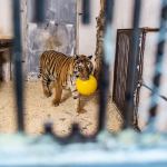 Mniejszy tygrys w podczłuchowskim ZOO. Fot. Daniel Frymark