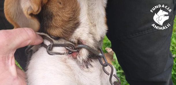 Zarzut znęcania się ze szczególnym okrucieństwem nad psem dla dwóch osób z powiatu kartuskiego