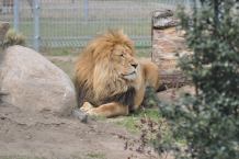 Nie żyje Aleksander, lew z ogrodu zoologicznego w Sieroczynie pod Człuchowem