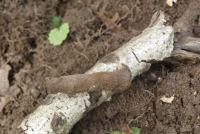 Odznaka, spinka, łuski i monety. Są pierwsze efekty pracy archeolog&oacute;w w chojnickiej Dolinie Śmierci (FOTO)
