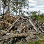 Tak wciąż wyglądają niektóre fragmenty lasów w okolicach Chojnic 3 lata po nawałnicy. Zdjęcie wykonano 30 maja 2020 r. fot. ppm