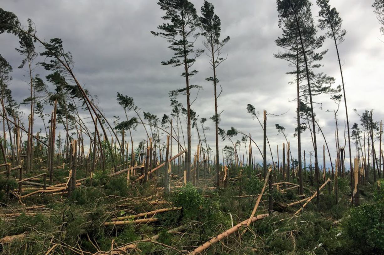 5 lat po nawałnicy stulecia leśnicy z całego kraju będą zapoznawać się z efektami odnowy lasu w Borach Tucholskich