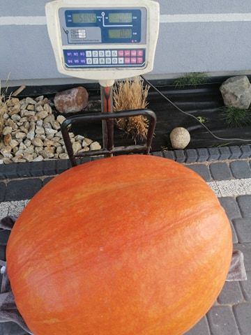 Ma prawie 2 metry obwodu i waży ponad 58 kilogram&oacute;w. Gigantyczna dynia urosła na polu w Brusach Wybudowaniu