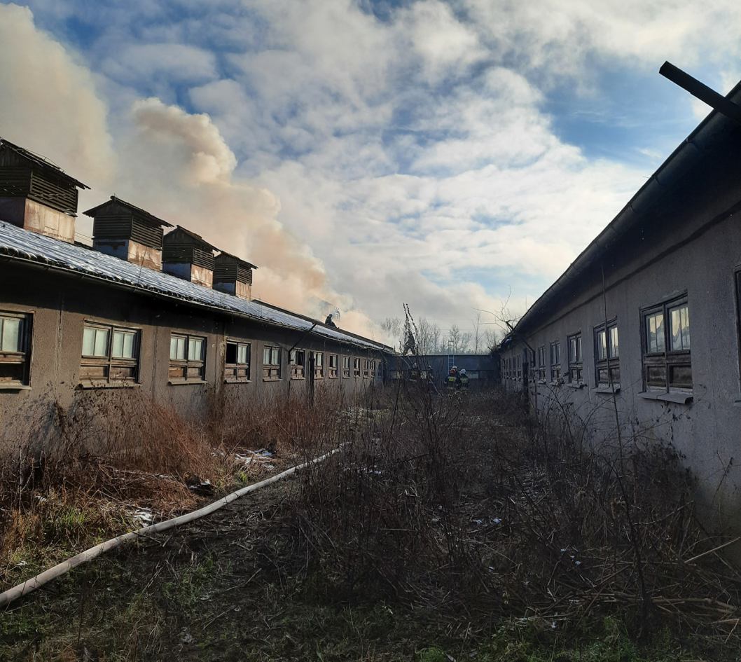 Pożar na fermie świń w Suchorzu, w powiecie bytowskim
