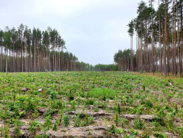 Nadleśnictwo Czersk zakończyło odnawianie lasu po nawałnicy z sierpnia 2017 roku (FOTO)