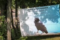 "Na ratunek gawronom". Happening w obronie gawron&oacute;w na Wzg&oacute;rzu Ewagnelickim w Chojnicach