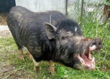 Bezpańska świnka z Rychnów, w gminie Człuchów, trafi do azylu. Potrzebne są jednak pieniądze na jej nowy dom