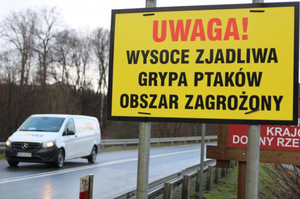 Pierwsze przypadki ptasiej grypy w powiecie kościerskim. Na razie chorują mewy