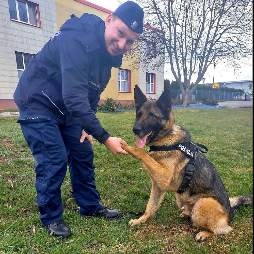 Policjant i jego pies - ten służbowy duet z Chojnic dokonał w ciągu ostatnich dwóch dni dwóch zatrzymań