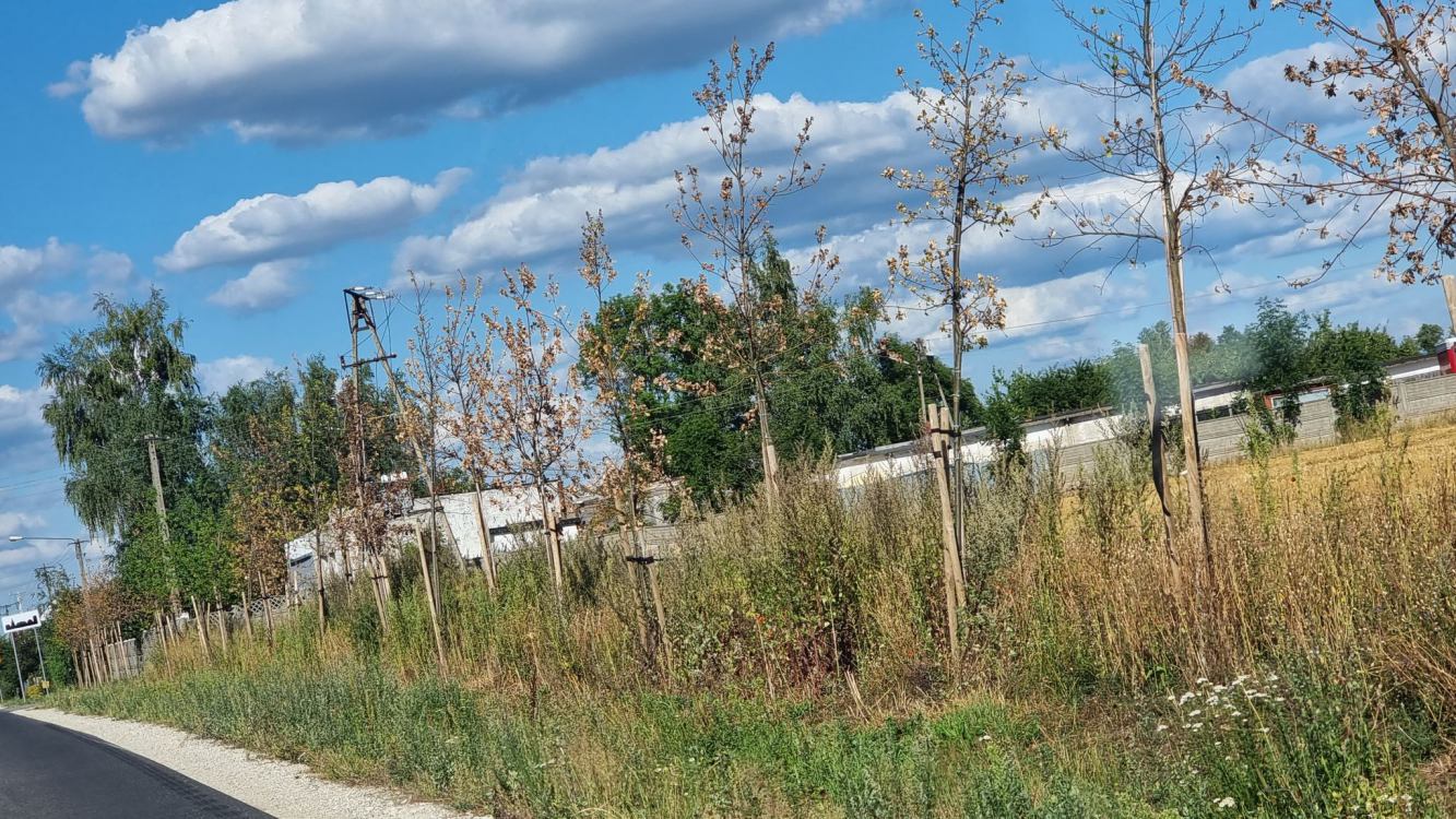 Mieszkańcy powiatu tucholskiego wskazują na zły stan drzewek przy drodze Piastoszyn-Raciąż