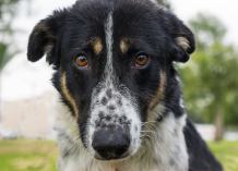 Zbiera dary dla chojnickiego "Przytuliska" - sołtys Lotynia, w gminie Chojnice, zaprasza do przyłączenia się do inicjatywy