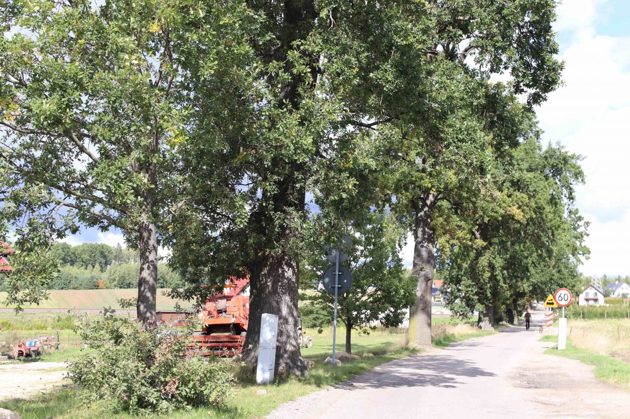 Drugi etap przebudowy drogi w Klawkowie koło Chojnic zakłada wycięcie kilku 150-letnich dębów
