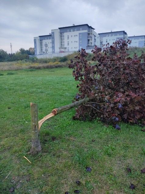 Coraz więcej akt&oacute;w wandalizmu w Chojnicach. Burmistrz zapowiada radykalne posunięcia (FOTO, REPORTAŻ)