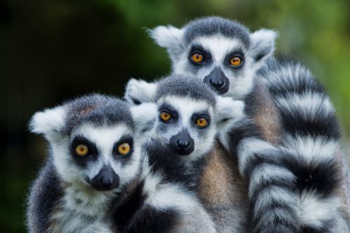 Madagaskar &ndash; idealne miejsce na urlop. Poznaj 5 ciekawych fakt&oacute;w o tym kraju