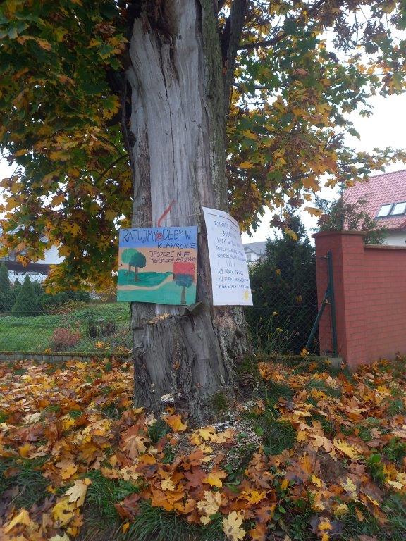 Chojnicki Alarm dla Klimatu chce ocalić drzewa w Klawkowie, które w związku z przebudową drogi mają pójść pod topór