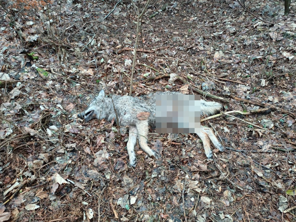 Martwy wilk znaleziony w Funce. Najprawdopodobniej zginął od postrzału