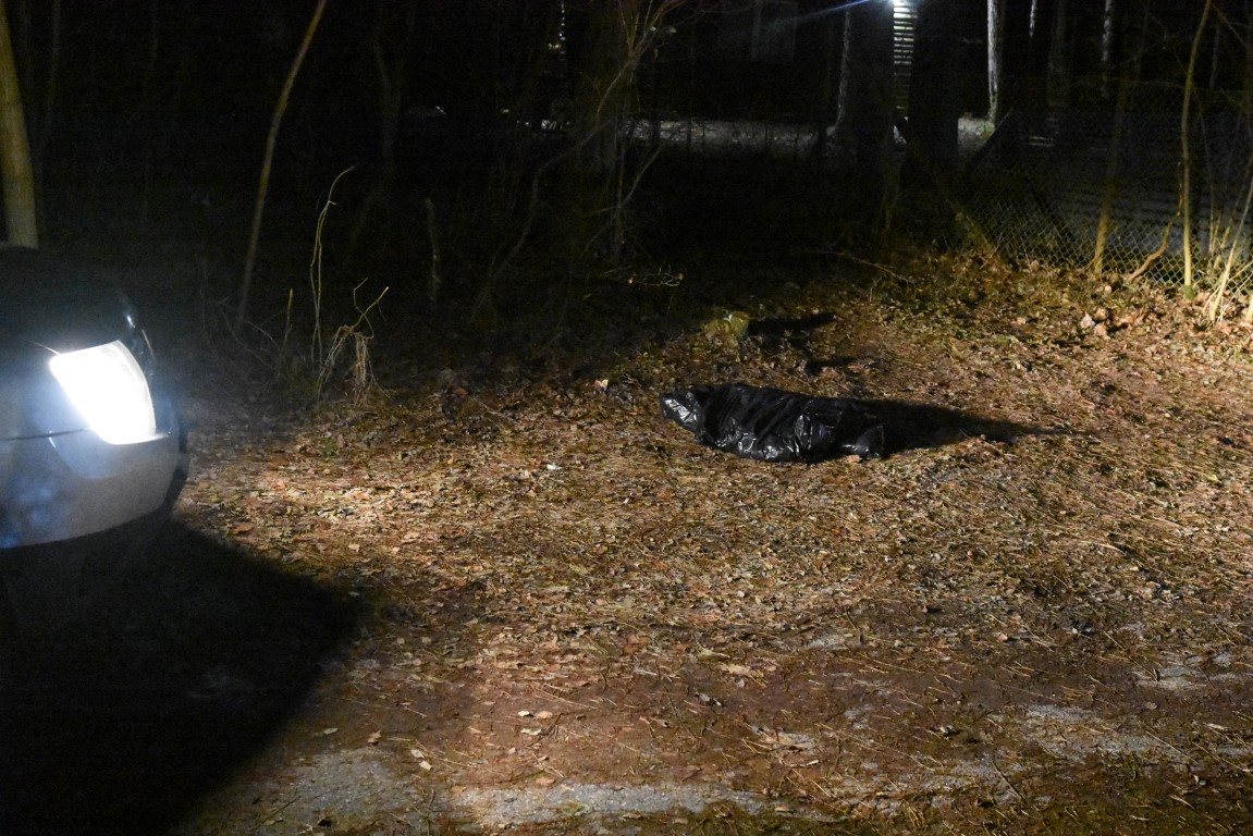 Policja sprawdza, jak doszło do śmierci wilczycy w Funce. Będzie sekcja zwłok drapieżnika