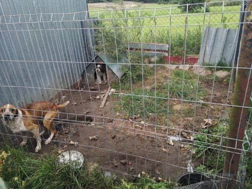 W tucholskim sądzie ruszył proces w sprawie znęcania się nad psami. Warunki ich bytowania udokumentowali "Animalsi"